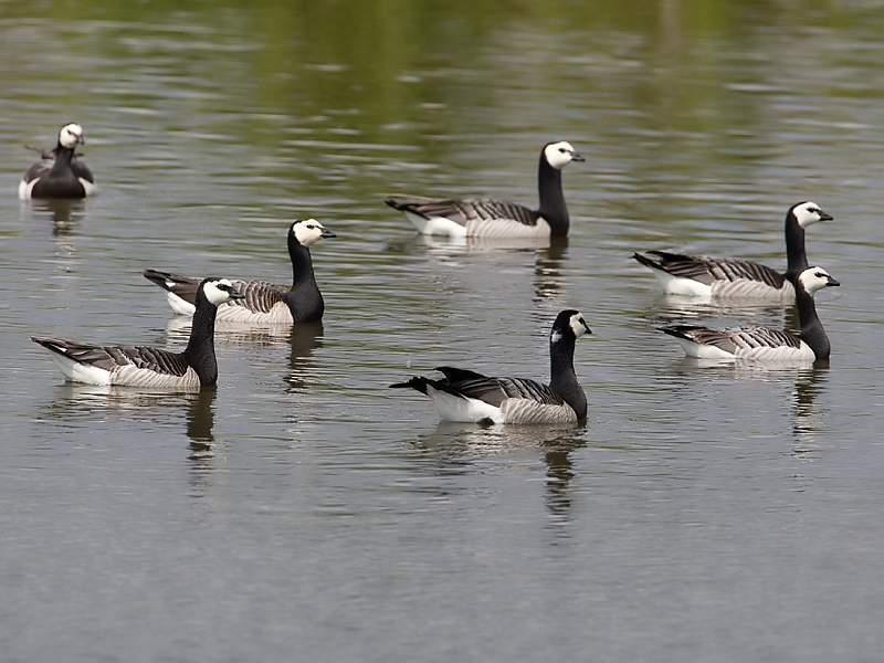 Branta leucopsis Barnacle Goose Brandgans